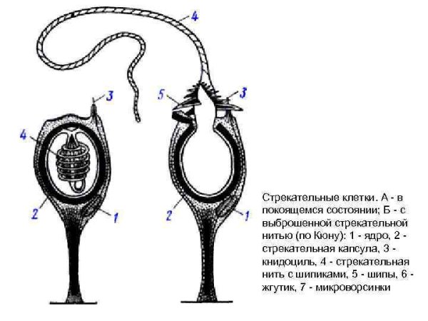 Стрекательные клетки 7 класс