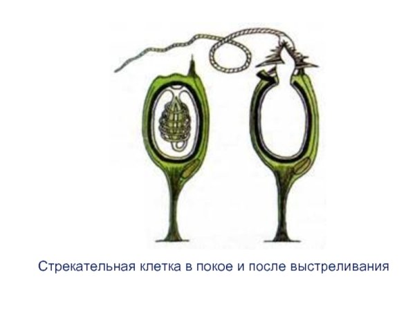 Строение стрекательной клетки гидры