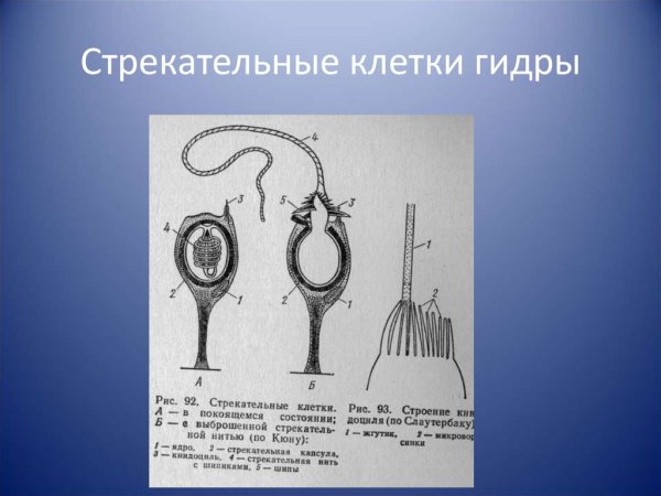Строение стрекательной клетки медузы
