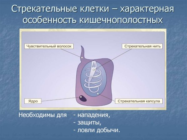 Схема строения стрекательной клетки рис 38