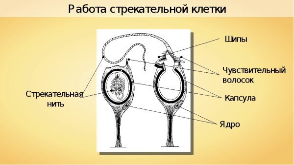 Стрекательные клетки функции