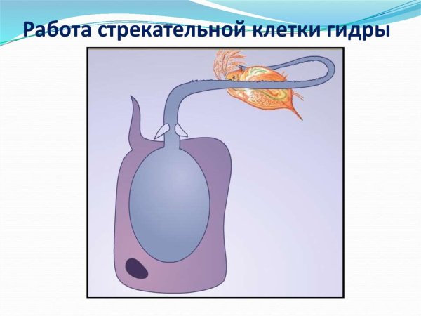 Стрекательные клетки гидры схема