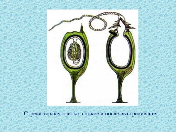 Строение стрекательной клетки гидры