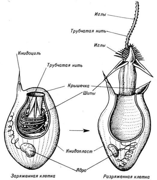Строение стрекательной клетки медузы