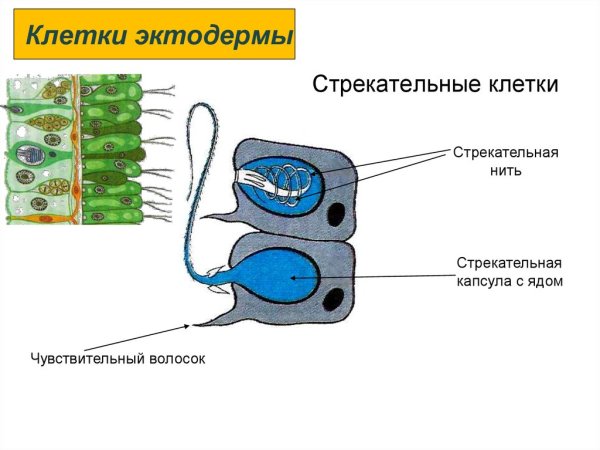 Схема строения стрекательной клетки