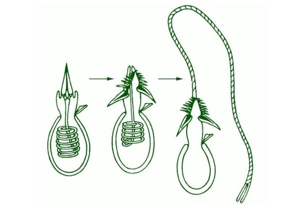 Половые клетки кишечнополостных