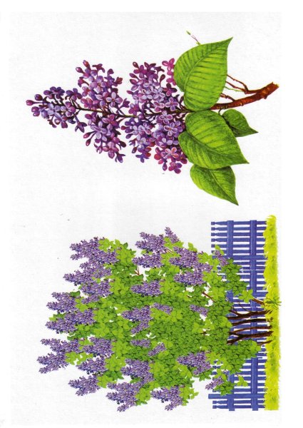 Куст сирени