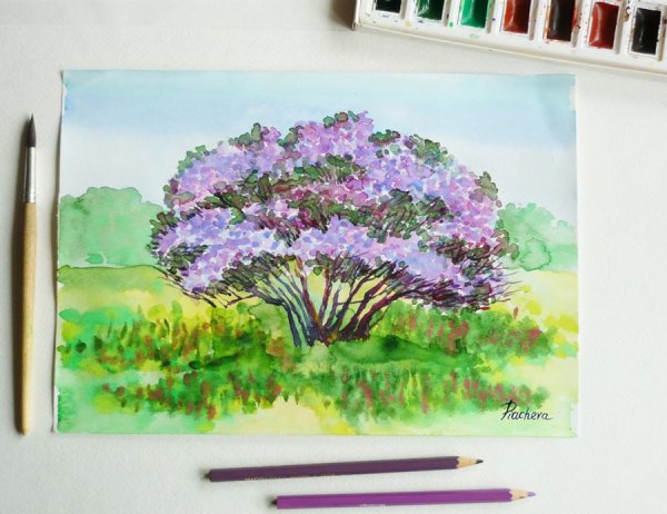 Нарисовать куст сирени