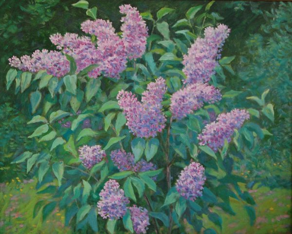 Рисование куст сирени