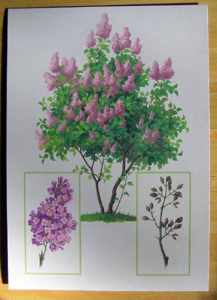 Сирень дерево narisovat