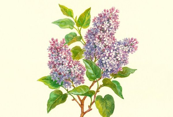 Сирень Ботаническая иллюстрация