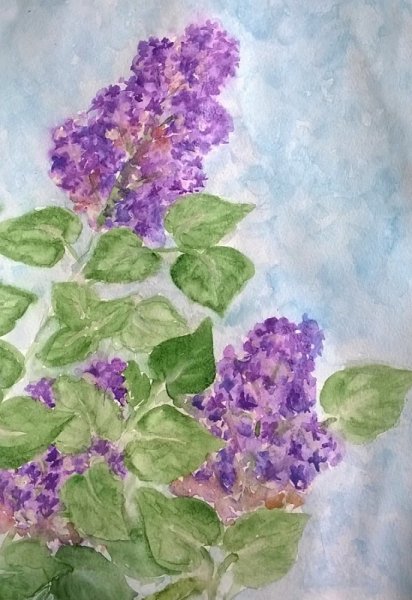 Сирень акварельными карандашами