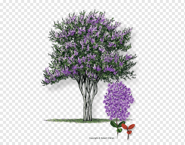 Мирт куст фиолетовый