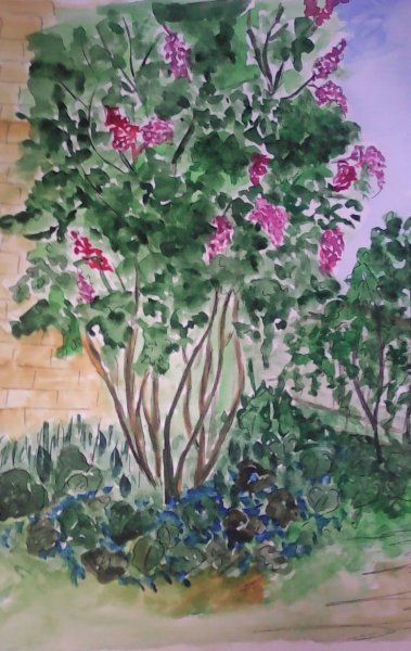 Рисование куст сирени