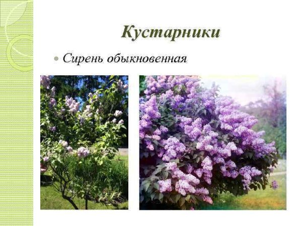 Строение куста сирени