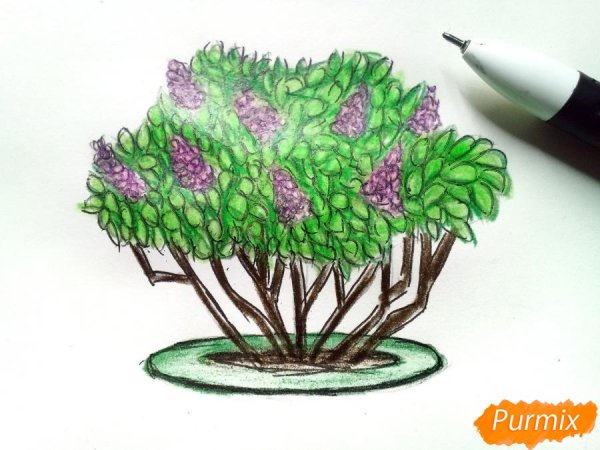 Куст цветными карандашами