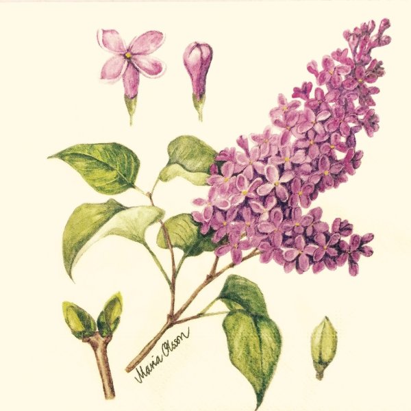 Сирень набросок