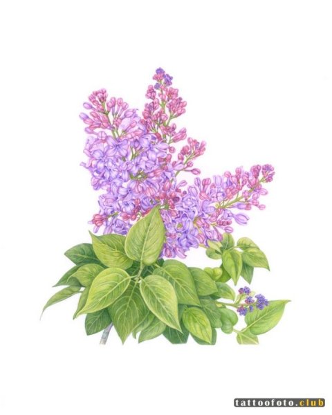 Ветка сирени