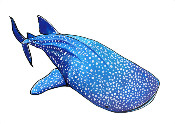 Китовая акула