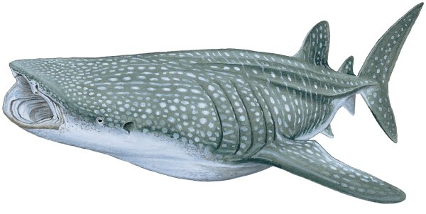 Китовая акула сбоку