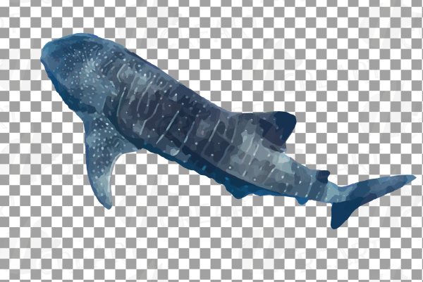 Китовая акула без фона