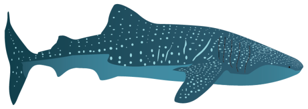 Китовая акула сбоку