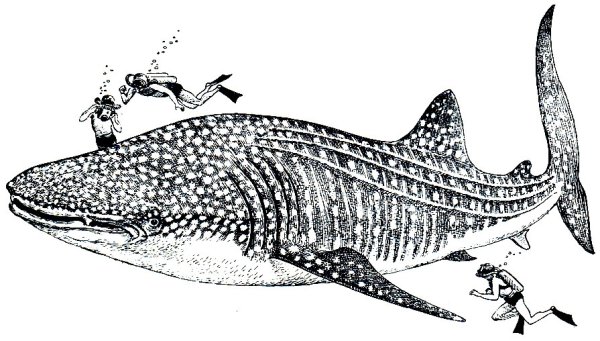 Китовая акула раскраска
