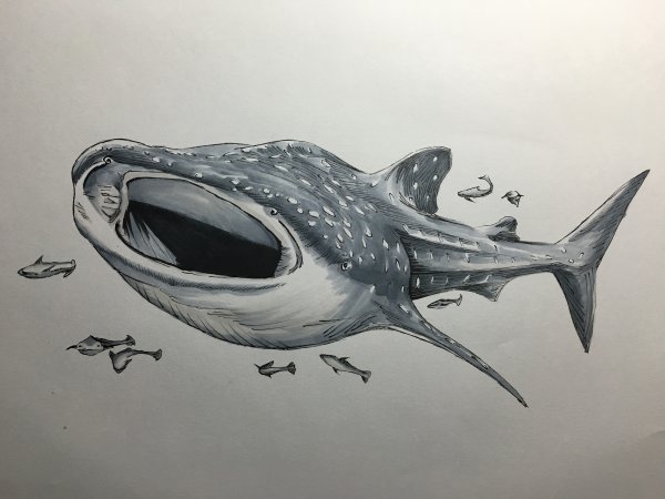 Акула с разных ракурсов