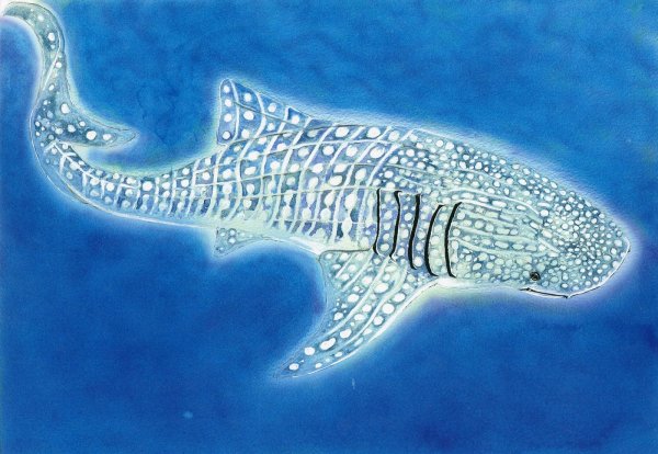 Скелет китовой акулы