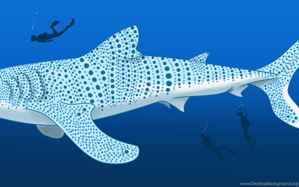 Китовая акула вес и рост