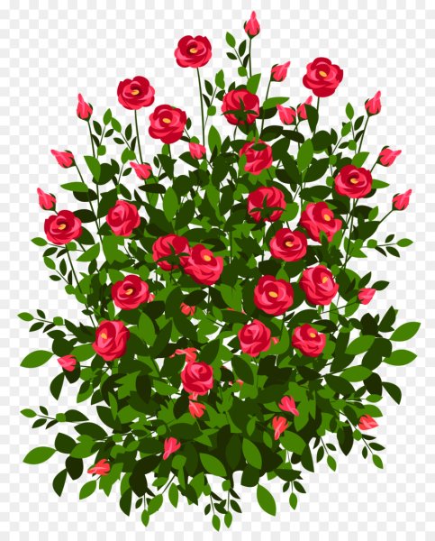 Куст розы Буш