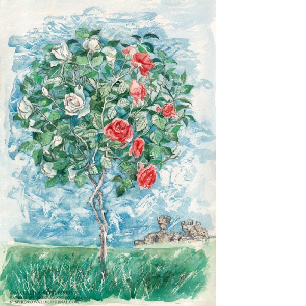 Розовый куст акварелью