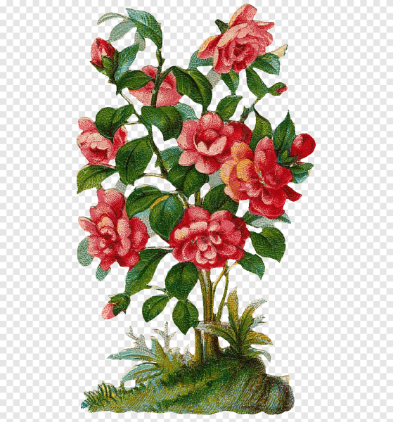 Нарисовать куст розы