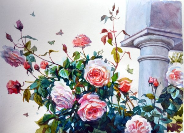 Розовый куст акварелью