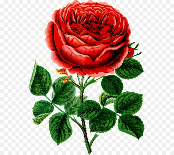 Роза иллюстрация