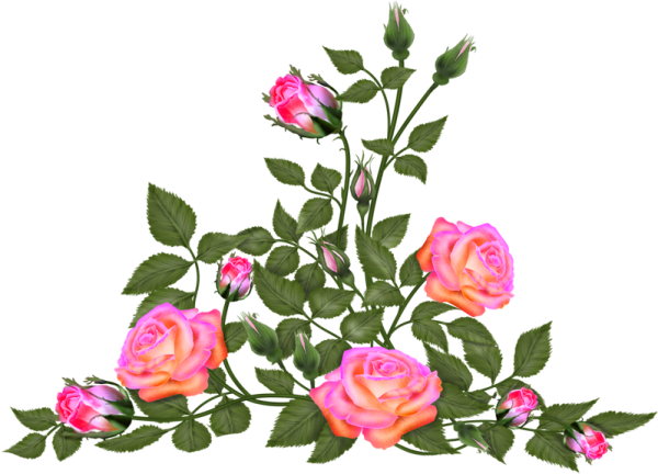 Ветка розы на прозрачном фоне