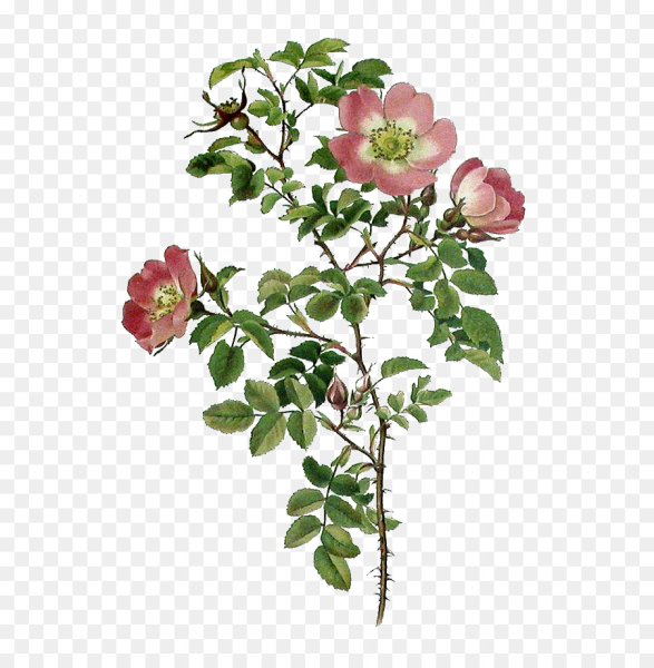 Шиповник Столистный