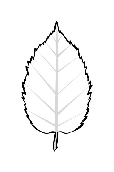 Раскраска листья деревьев для детей