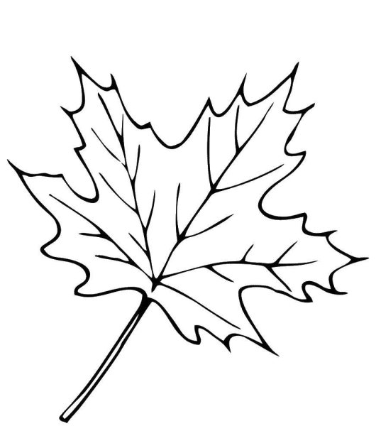 Листья деревьев