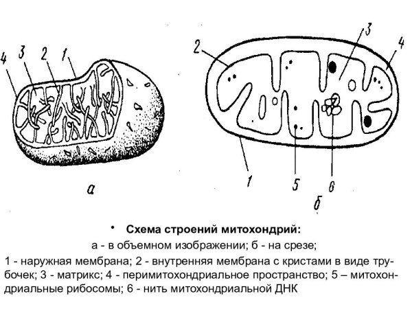 Схема митохондрии клетки