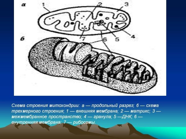 Схема строения митохондрии