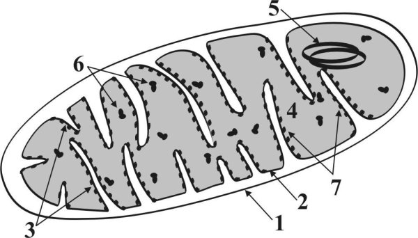 Митохондрии строение и функции схема