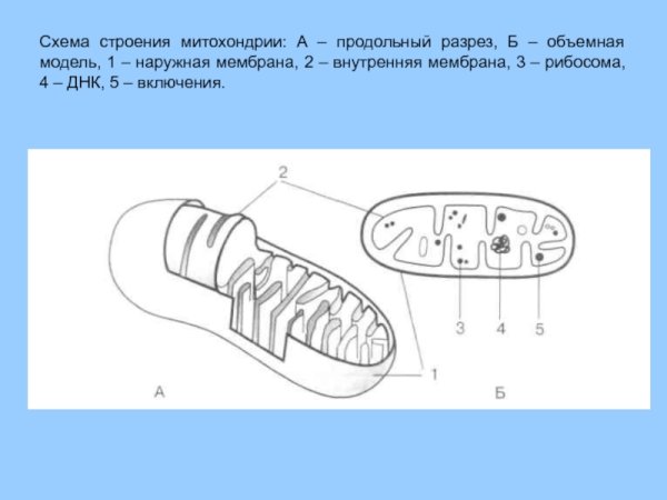 Митохондрии растительной клетки рисунок