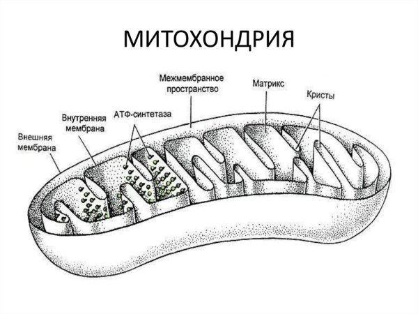 Строение митохондрии без подписей