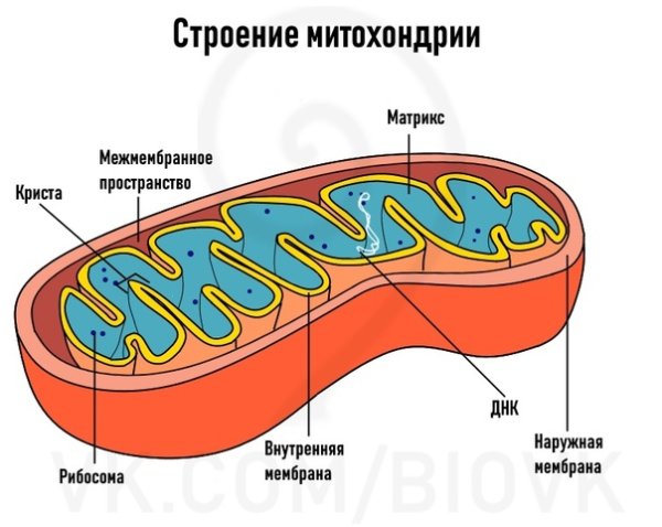 Схема строения митохондрий с подписями