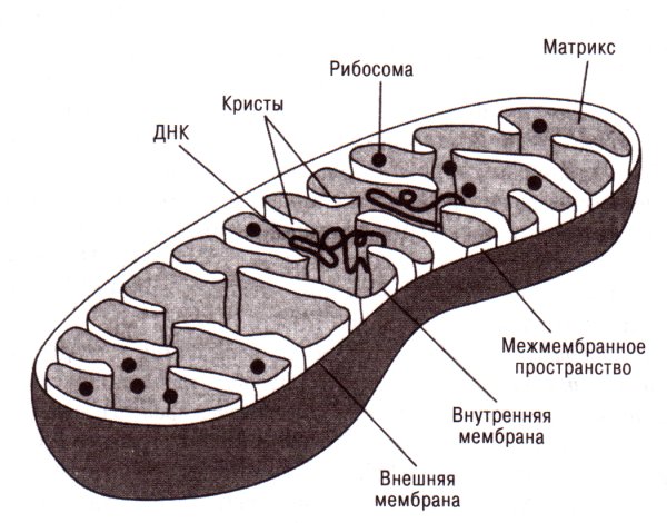 Схема строения митохондрии