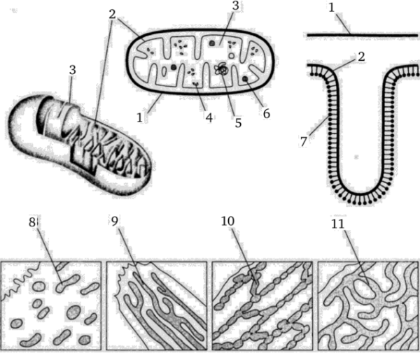 Митохондрии рисунок