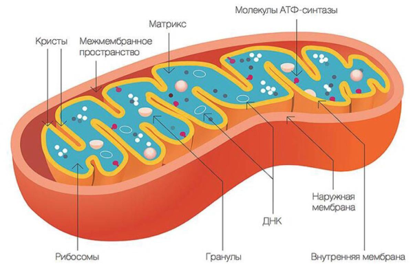 Строение митохондрии схематично
