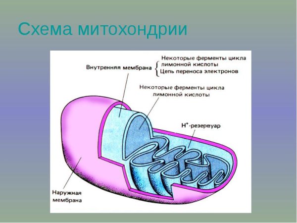Схема строения митохондрии