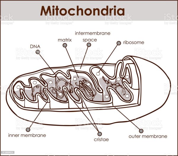 Строение митохондрии рис 34